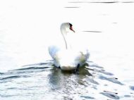 Ellesmere, Shropshire